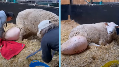 Photo of The Sheep Are Paralyzed With Terror After Escaping From Their Owner’s Hands