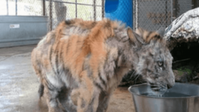 Photo of Neglected Tiger Cub Gets Rescued From Circus, Makes an Incredible Recovery