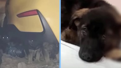 Photo of Scared puppies hide under the car and heartbroken to learn what they ate