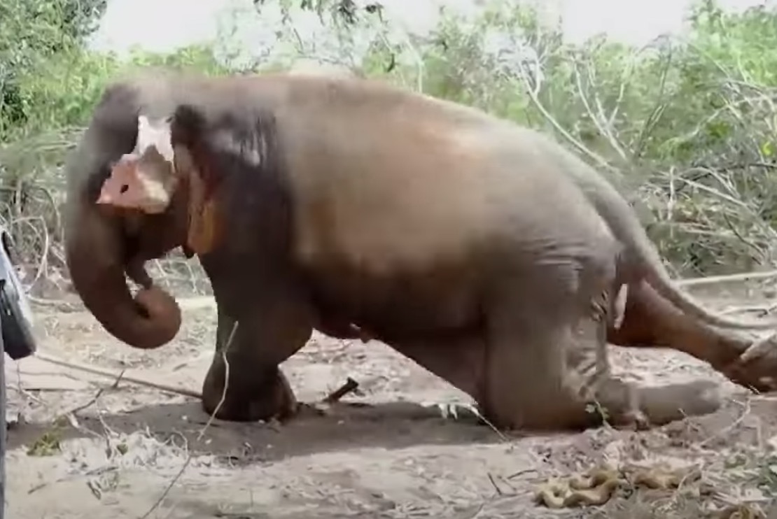 Injured Elephant Abandoned by His Family is Crying in The Middle of the Road