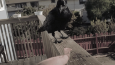 Photo of He Fed The Raven For Months Then One Day She Brought Him A Gift