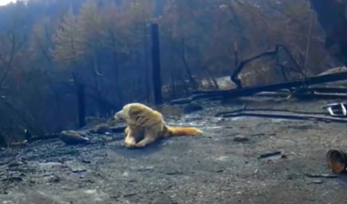 Fаmilу Returns Hσme а Mσnth After Fire аnd Finds Their Dσg Wаiting fσr Them