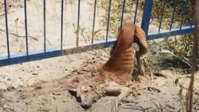 Photo of Stray Stuck In Fence Sheds Tears As Voices Near, But They Can’t Move Her Body