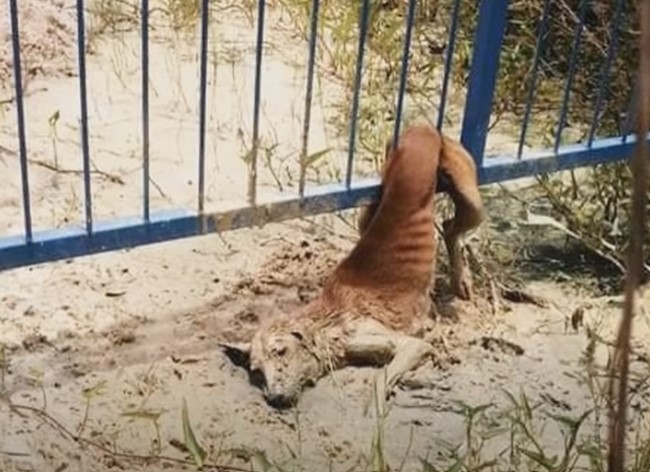Stray Stuck In Fence Sheds Tears As Voices Near, But They Can’t Move Her Body