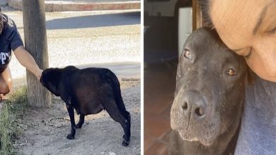 Photo of Pregnant stray dog completely melts when realizes she’s being adopted
