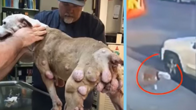 Photo of He Was Dumped on the Street by His Owner Because His Body is Covered by Hundreds Huge Tumors