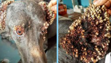 Photo of More Than 1000’s of Ticks Attacked A Rescued Poor Homeless Dog All Over His Body