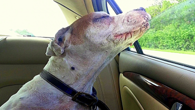 Photo of Girl Takes Her Dying Dog On One Last Car Ride, Dog’s Face Makes Family Tear Up