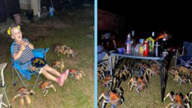 Photo of Giant Crabs Invade Family’s Picnic And Steal Their Food