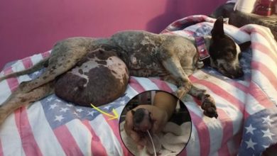 Photo of Pregnant Homeless Mother Dog Lying Motionless in a Small Ditch