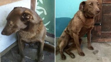 Photo of Depressed Dog Was Alone At Shelter For 2-Yrs & Recognized Familiar Smell