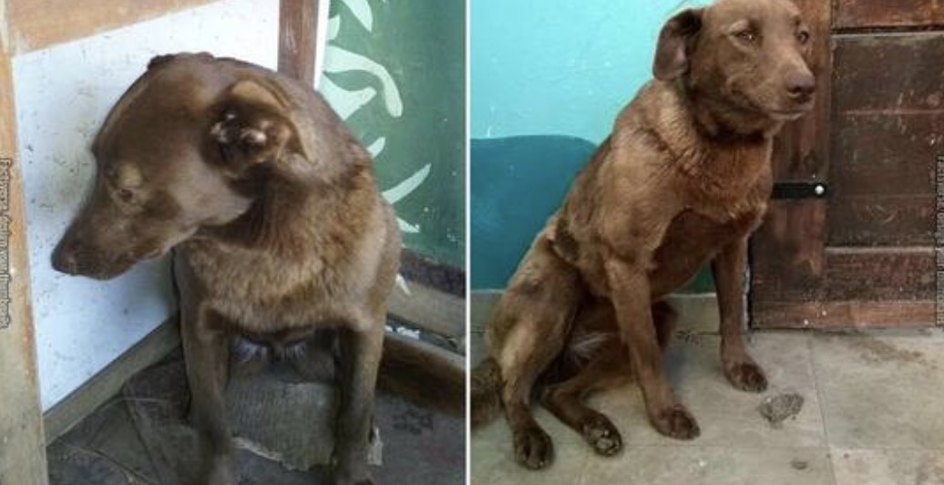 Depressed Dog Was Alone At Shelter For 2-Yrs & Recognized Familiar Smell