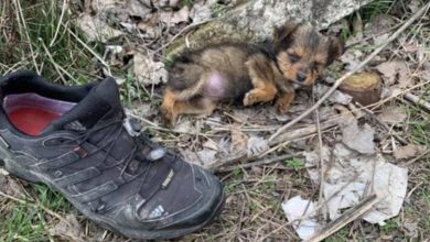 Photo of Abandoned & Left in the Cold, Dog Takes Refuge in Shoe Until Something Catches His Attention