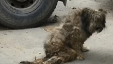 Photo of He Reached Out to Us And Begged Us To Help Her & Save Her Life Then We Noticed Something