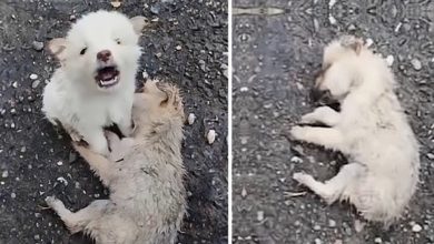 Photo of Heartbreaking Scene as Dog Refuses to Leave Deceased Companion in Pouring Rain & No One Cared