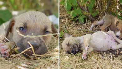 Photo of Heatwave Horror: Rescuing the Abandoned and Thirsty Puppies Fighting for Survival