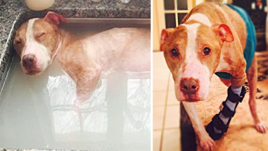 Photo of Horribly Abused Dog Deserves Every Second Of His Healing Bath