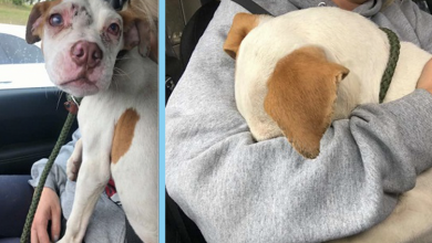 Photo of Puppy So Relieved To Be Rescued He Buries His Face in Rescuer’s Arms