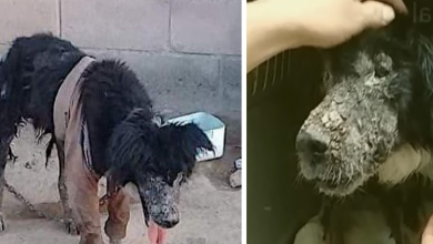 Photo of He had to live in sickness, dirt and chains for 9 years, his ugly face made everyone shunned