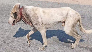 Photo of Wire cutting into a dog’s neck nearly killed him & No one cared