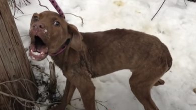 Photo of Hopeless and in Agony, Freezing Puppy’s Fortunes Turn Around in a Surprising Encounter