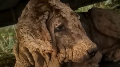 Photo of This Ancient-Looking Dog Is Actually A Puppy & How it Looks Today