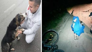 Photo of A stray dog kept an injured cyclist warm all night, basically, he saved her life