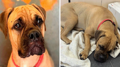 Photo of Sweet Puppy Walks 125 Miles With ‘Tears In Her Eyes’ To Discover Owner Who Abandoned Her