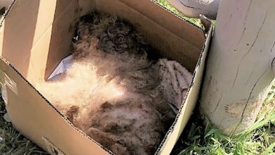 Photo of At 8pm we received a carton box and inside was a sick dog with no life left
