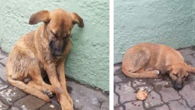Photo of This Dog Lost His Owner So He Makes His Way To Search For Food And Help