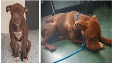 Photo of Scared Shelter Dog on the Brink of Euthanasia Refuses to Stand or Walk