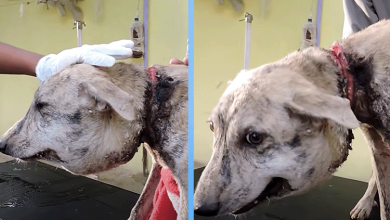 Photo of They Found A Stray Dog With A Huge Head. When They Took A Closer Look At Her Neck…