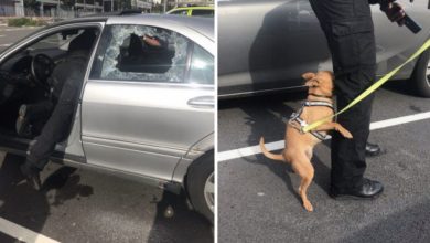 Photo of Cop Smashes Window To Save Dog Dying In Hot Car, And Owners Get Angry With Him For Damaging The Car