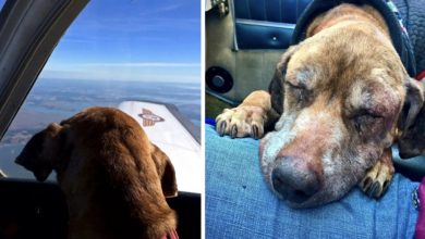 Photo of Pilot Flies Dying Shelter Dog 400 Miles to Reunite with Her Devoted Family