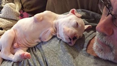 Photo of Foster Dad Refuses To Euthanize Puppy Born Without Front Legs, Decides To Give Him A Second Chance
