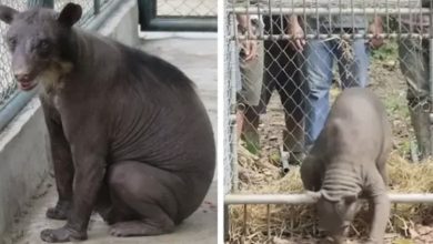 Photo of Neglected circus bear enjoys her first steps in freedom after 20 years