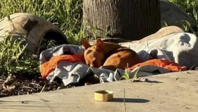Photo of Tiny Stray Dog Curls Up On Blanket And Dreams Of Finding His Forever Home Then He Sees Something