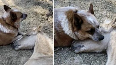 Photo of Heartwarming Story: Dog Becomes Best Friend & Guardian to Orphaned Foal After His Mother’s Death