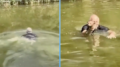 Photo of Man Jumps Into Canal to Save Fox Cub from Drowning, But It Was Not a Dog at All.