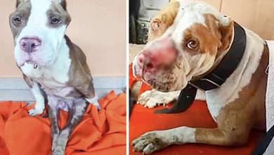 Photo of Stray Pit Bull Shut Down After He’s Paralyzed, Thought No One Would Want Him