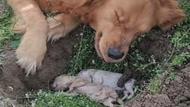 Photo of Torn by Pain and With Tears in Her Eyes, the Mother Dog Refuses to Abandon Her Dead Puppies, But She Was Not Alone