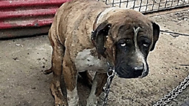 Photo of Starving Dog Strangled by Extremely Heavy Chain for Years Has No Hope, Suddenly Sees Something