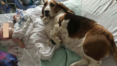 Photo of Basset Hounds Stay With Dying Baby Until She Takes Her Final Breath