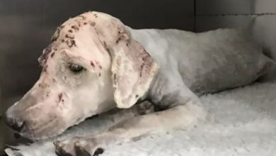 Photo of Dog with a Hole in Her Head Screams in Pain and Thinks Her Life Has Come to an End