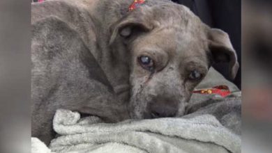 Photo of Blind Senior Dog Abandoned Near Junkyard & No One Cares, Then Hears Something