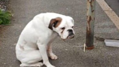 Photo of Boxer Dog Was Abandoned And Tied To A Lamppost, Kept Waiting With Sad Eyes