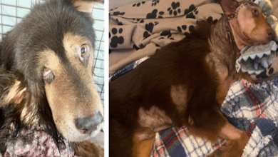 Photo of Bear’s Best Update: Dog Who Faced Abuse for Eight Years Can Now Close His Eyes…