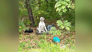 Photo of Left Alone in the Forest with All His Belongings, a Puppy Waits to See if He Will Survive