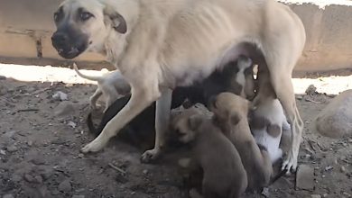Photo of Mama Dog Won’t Rest Until She Knows Her Puppies Are Safe