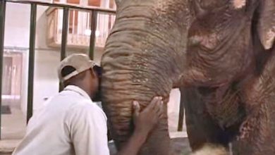 Photo of Zookeeper Could See Finally The Elephant He Loves Freed From After 50 Years
